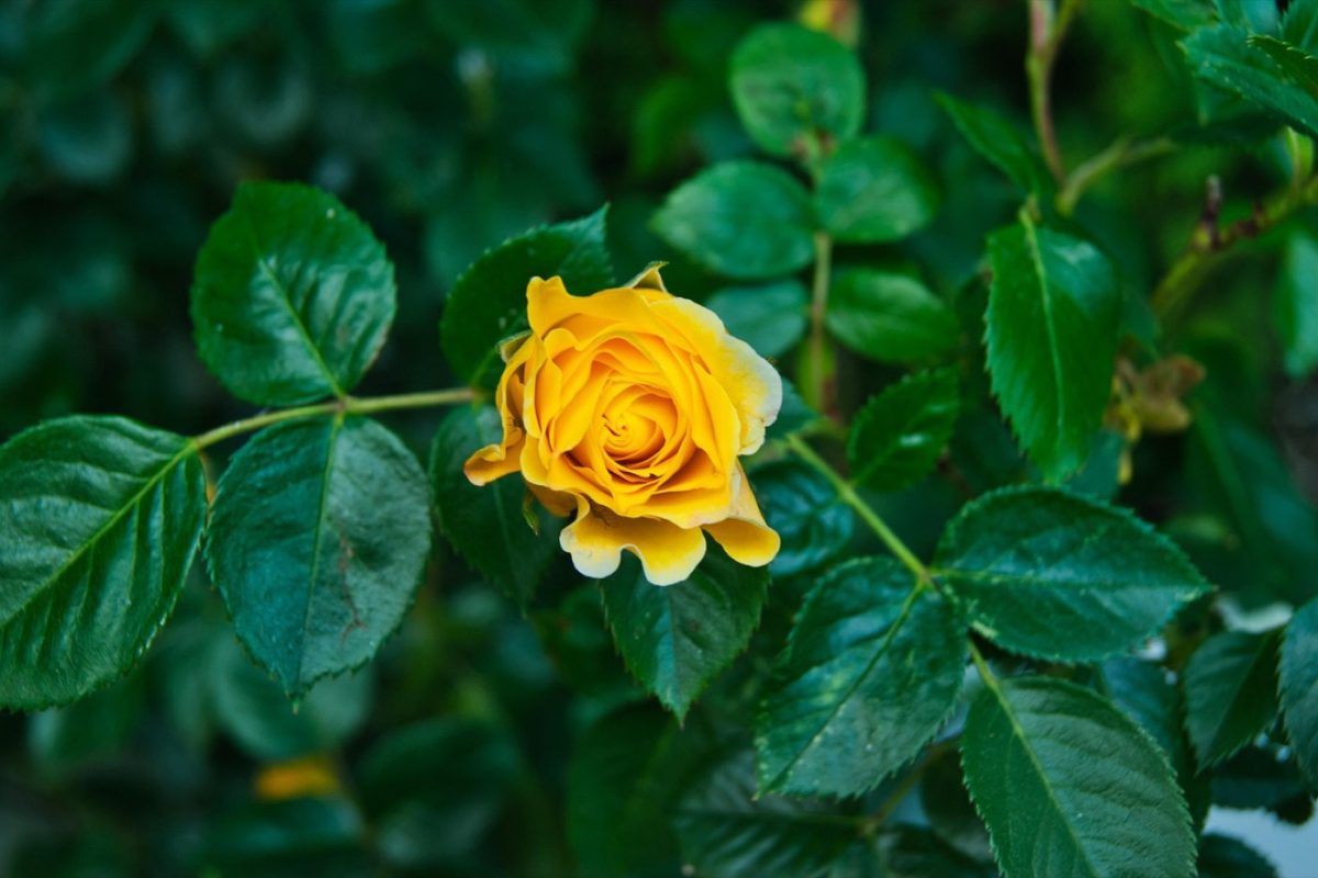 Lowara ou Wilo pour arrosage et jardin : guide comparatif