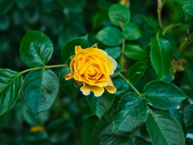 Lowara ou Wilo pour arrosage et jardin : guide comparatif