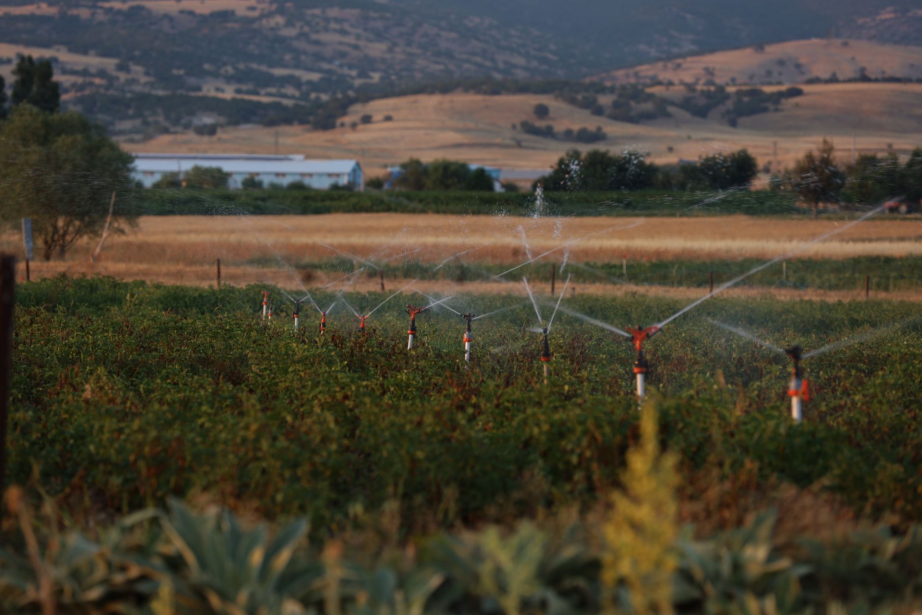 Quel surpresseur pour goutte-à-goutte et sprinklers